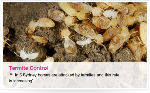 termite-control